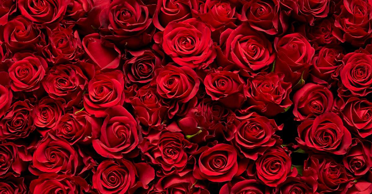 Explore Red Flower Symbolism & Meaning with Lily's Florist